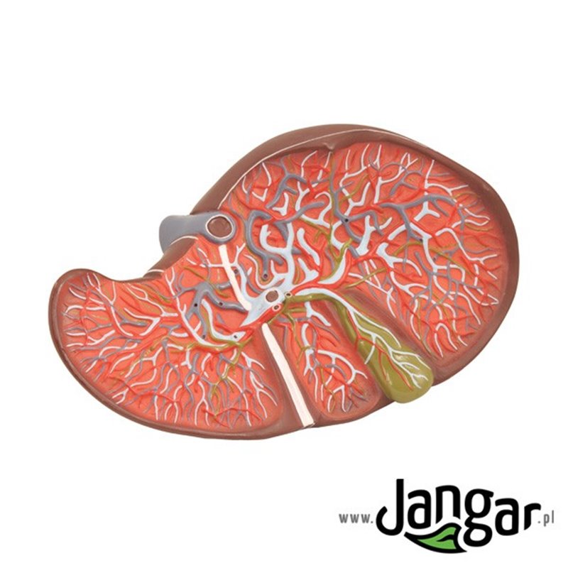 Human liver model in section