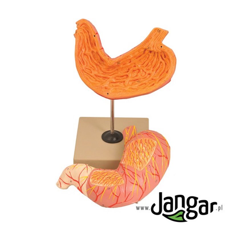 Human stomach model, 2-part, basic