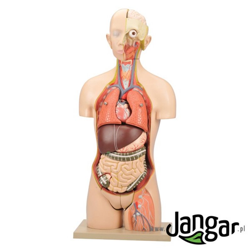 Human torso model. with head, 21 pcs., GB, sex, open back and neck