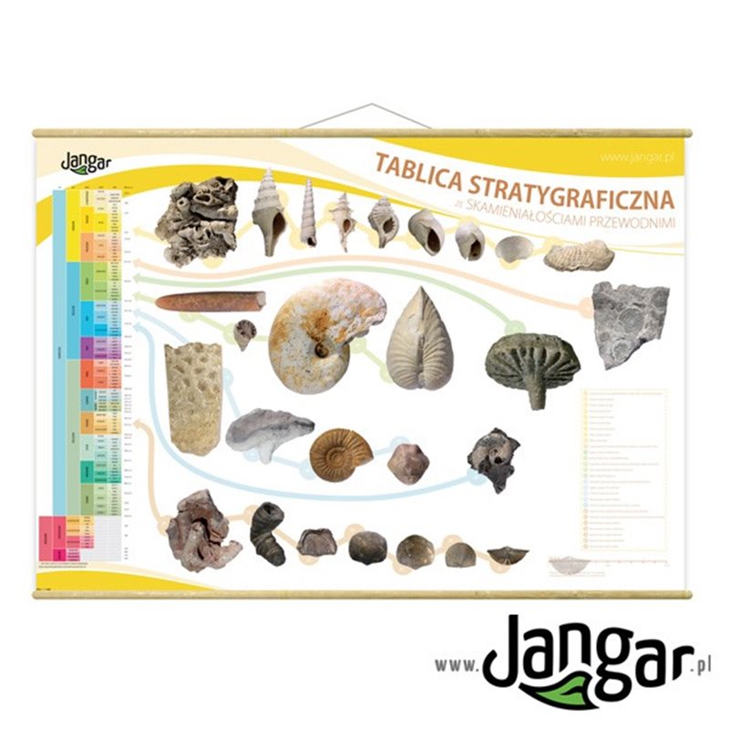 Wall board: stratigraphic plaque with guiding fossils with bars