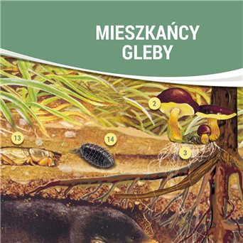 Plansza ścienna: Mieszkańcy gleby, 91 x 130 cm