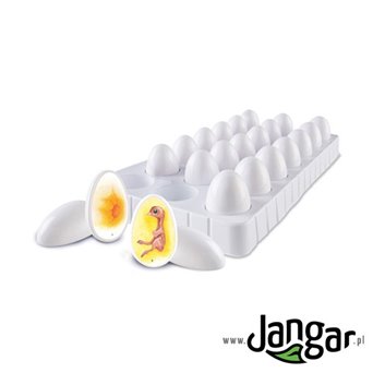 Chicken in egg development - 21 models