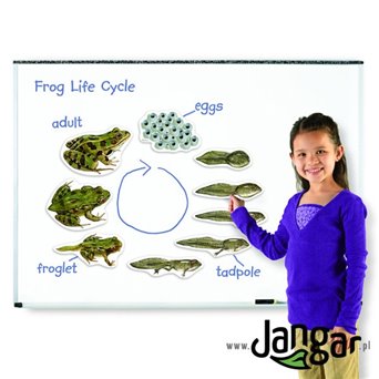 Frog development cycle - magnetic set