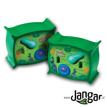 Piankowy model komórki roślinnej