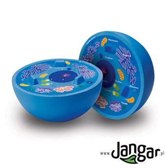 Foam model of an animal cell