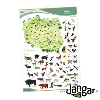 Plansza ścienna: Fauna Polski, 90 x 130 cm