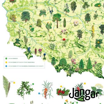 Wall board: Flora of Poland, 90 x 130 cm