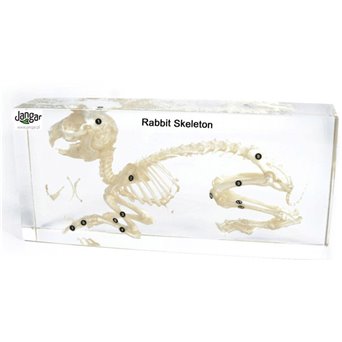 Natural skeleton in the material: Rabbit