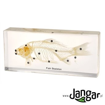 Natural skeleton in the material: Fish
