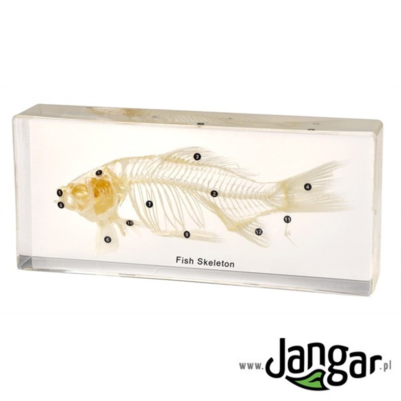 Natural skeleton in the material: Fish