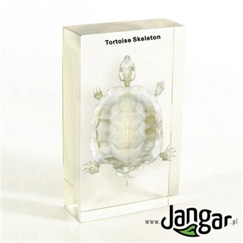 Natural skeleton in the material: Turtle