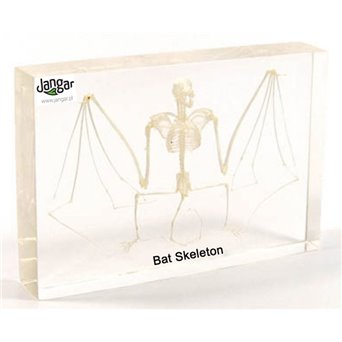 Natural skeleton in the material: Bat