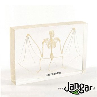 Natural skeleton in the material: Bat