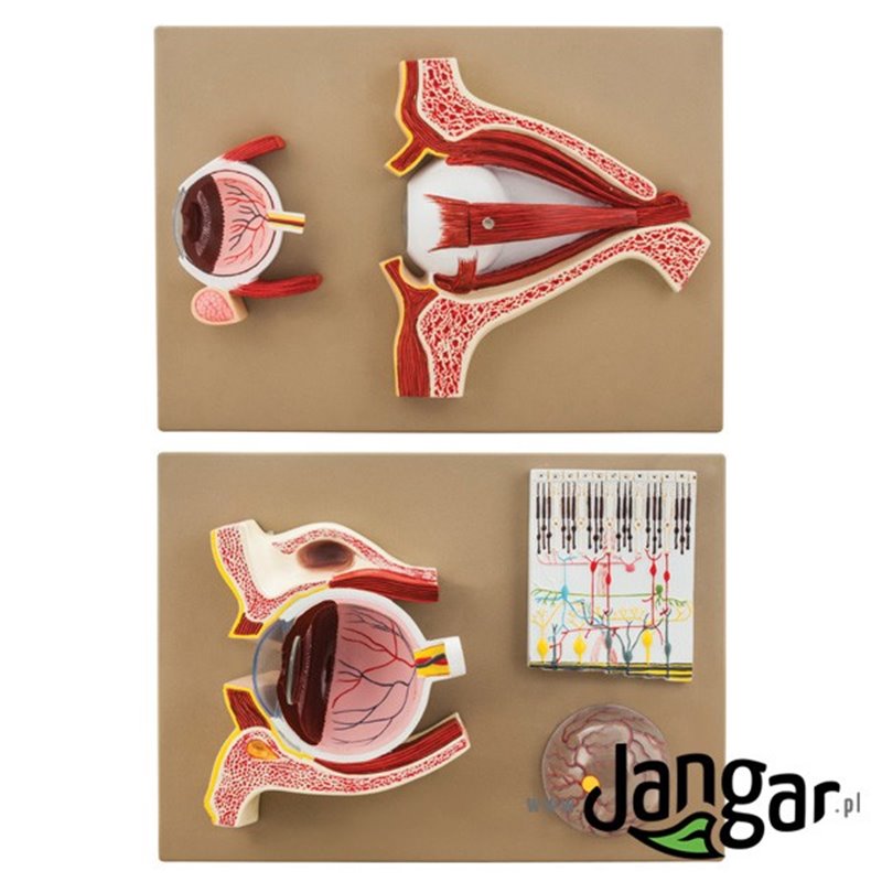 Models of the human eye 5x in 3 sections and retinal construction diagram