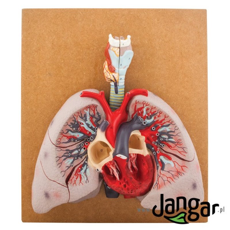 Lung, larynx (2 pts.) and heart model, on the board