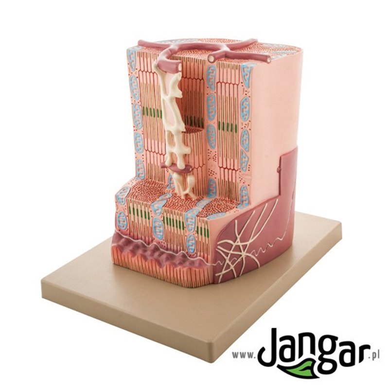 Ultrastructural model of human heart muscle structure