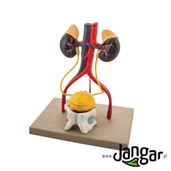 3D male urinary system model, 4-part