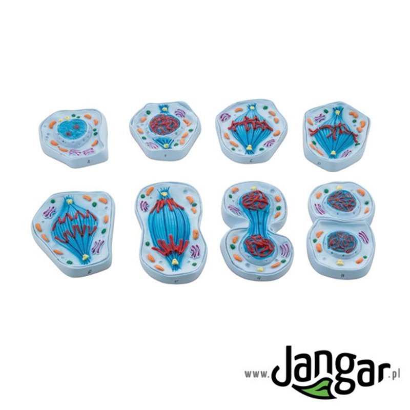 Mitosis - set of 8 colour models