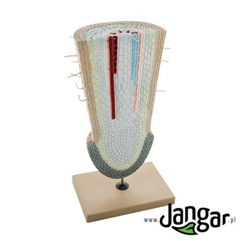 Root growth cone - model in 2 sections