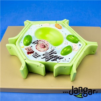 Plant cell model, structure