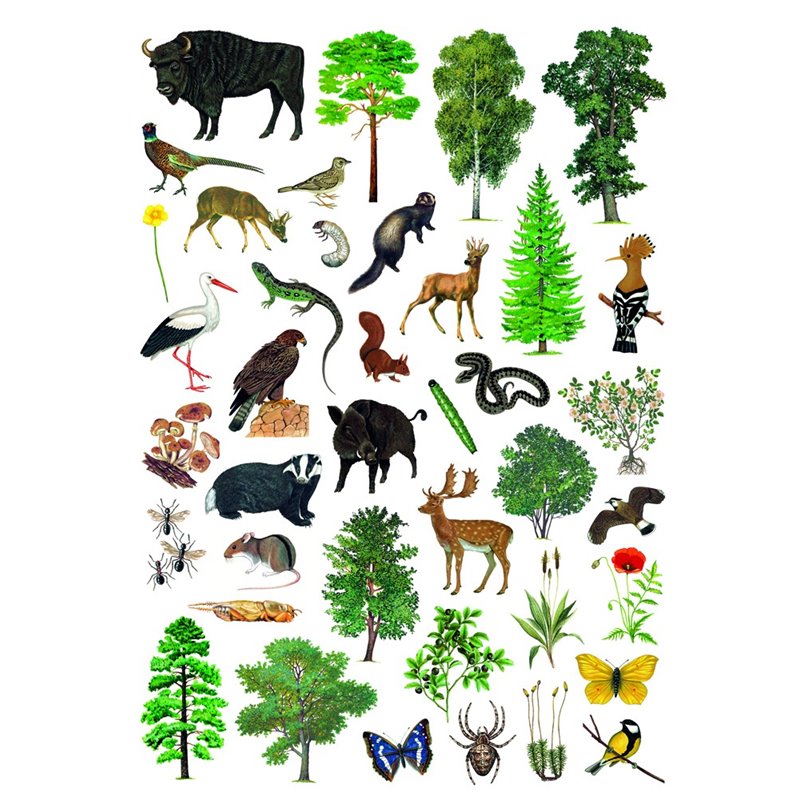 Stickers of forest and wildlife, 137 organisms