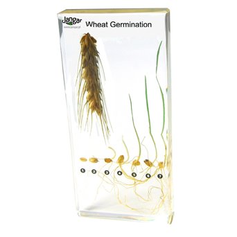 Development of wheat - 8 specimens sunk in the material