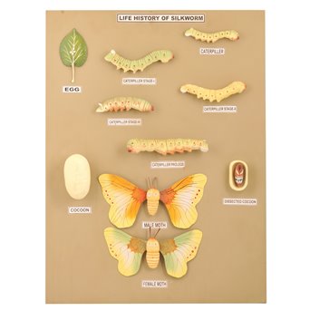 Silkworm structure and life cycle - 10 models on the board