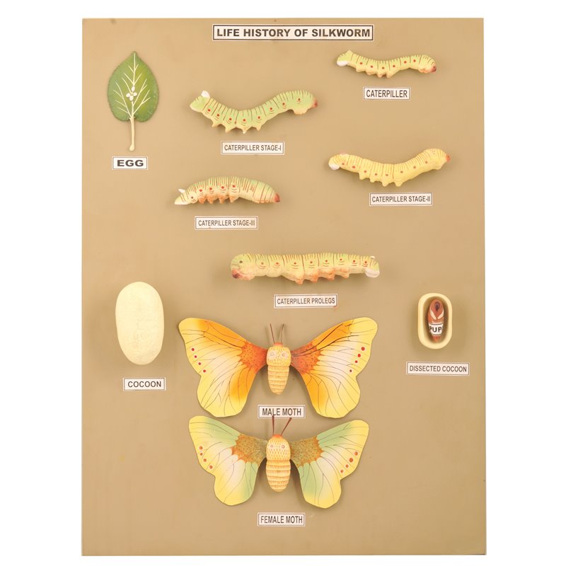 Silkworm structure and life cycle - 10 models on the board