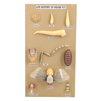 Construction and life cycle of the fly - 10 models on the board