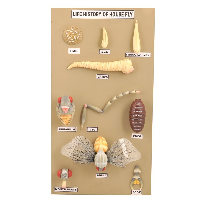 Construction and life cycle of the fly - 10 models on the board