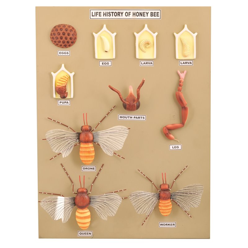 Construction and life cycle of the bee - 10 models on the board