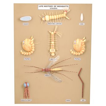 Budowa i cykl życiowy komara (Culex) - 10 modeli na tablicy