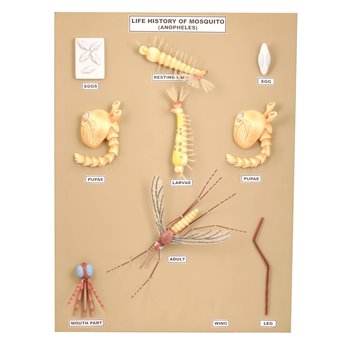 Mosquito (Anopheles) construction and life cycle - 10 models on the board