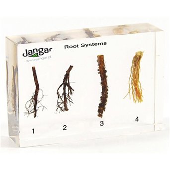 Systemy korzeniowe - 4 okazy zatopione w tworzywie