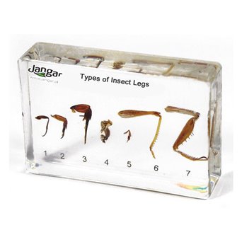 Adaptation of insect legs to the lifestyle - 7 specimens sunk in the material
