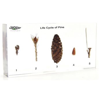 Pine growth cycle - elements, 5 specimens sunk in the material