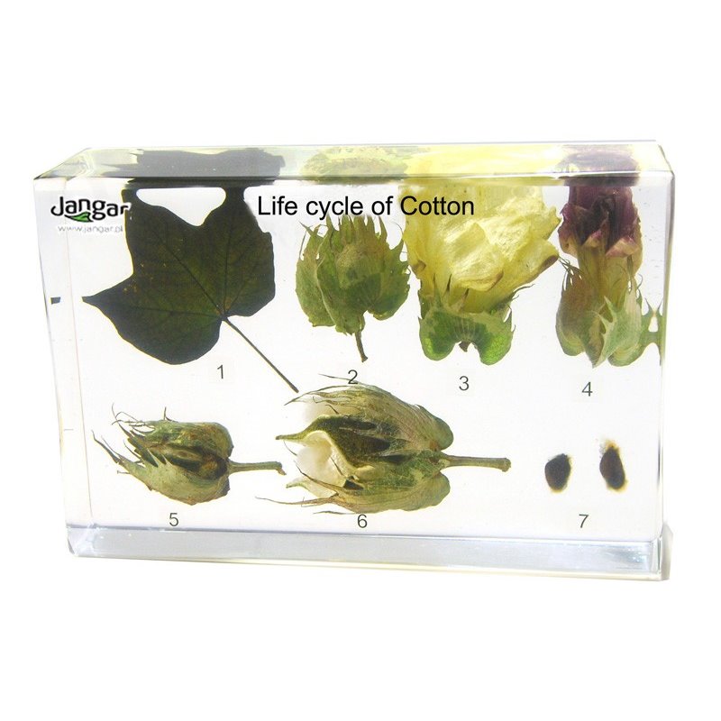 Cotton development cycle, 7 specimens sunk into the material