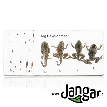 Frog development - specimens sunk in the material