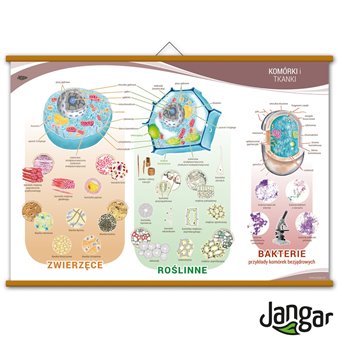 The board: Cell and tissue, 130x90 cm, laminated, with sticks