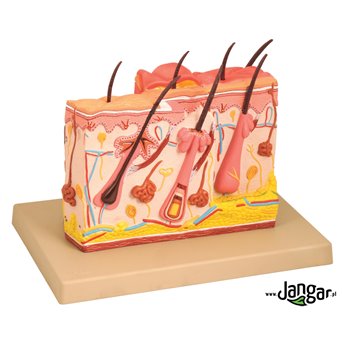 Block model of healthy and burnt human skin