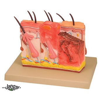 Block model of healthy and burnt human skin