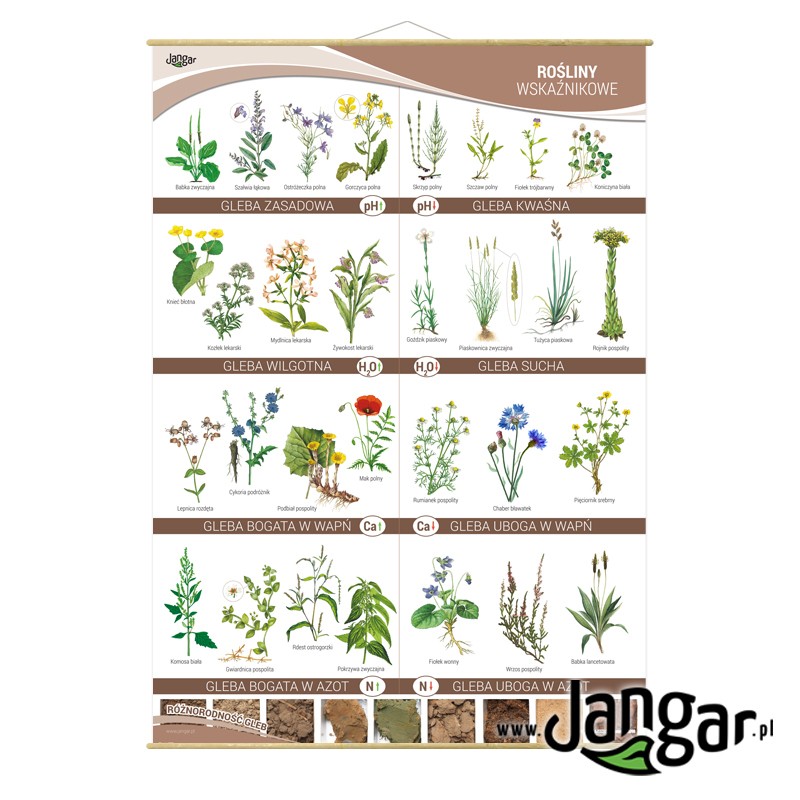 Wall board: Indicator plants, 90 x 130 cm