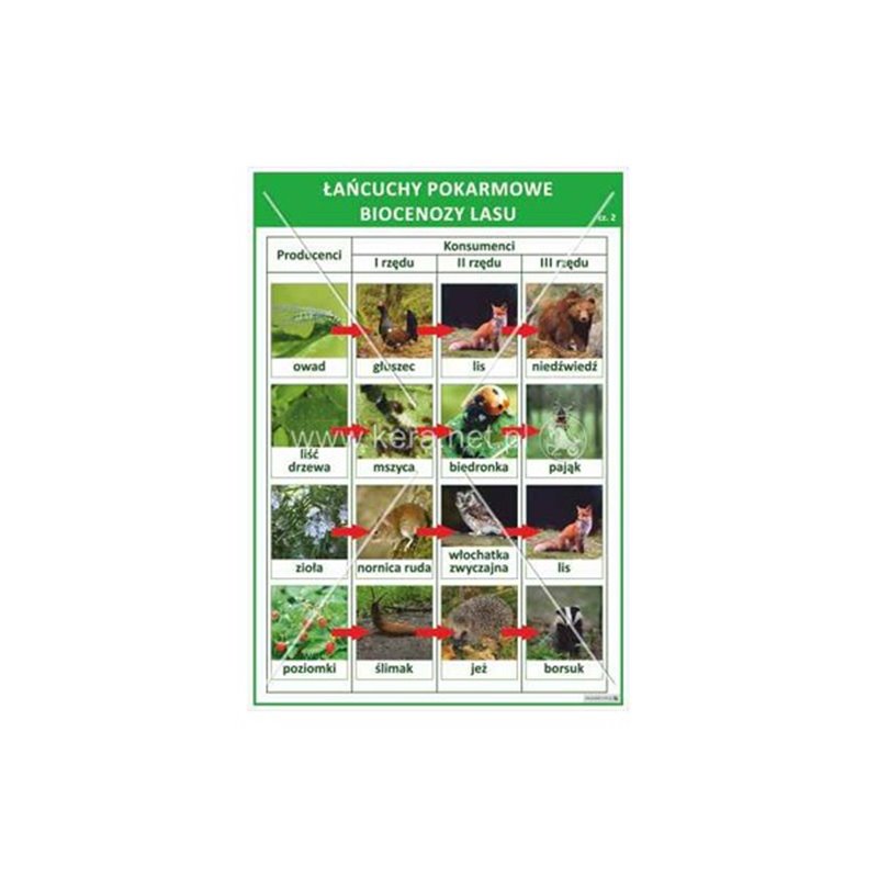 Wallboard: Biocenosis food chains 2