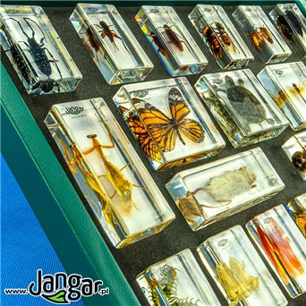 Animal Kingdom - collection of 20 acrylic blocks in a suitcase