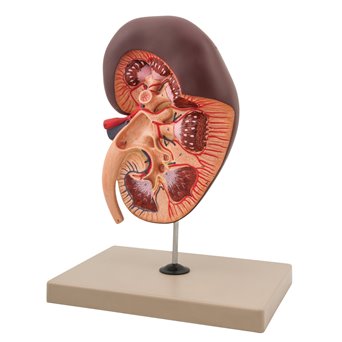 Human kidney model - large