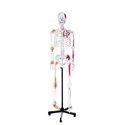 Human skeleton model, extended version