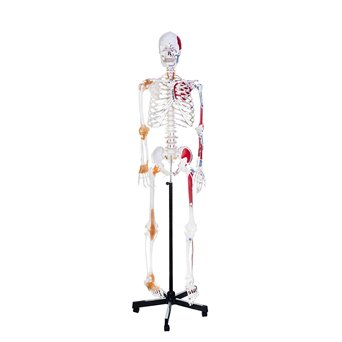 Model szkieletu człowieka, wersja rozszerzona