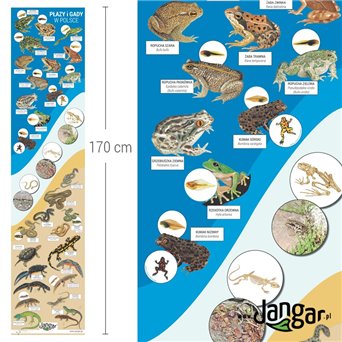 Mata - Amphibians and Reptiles in Poland