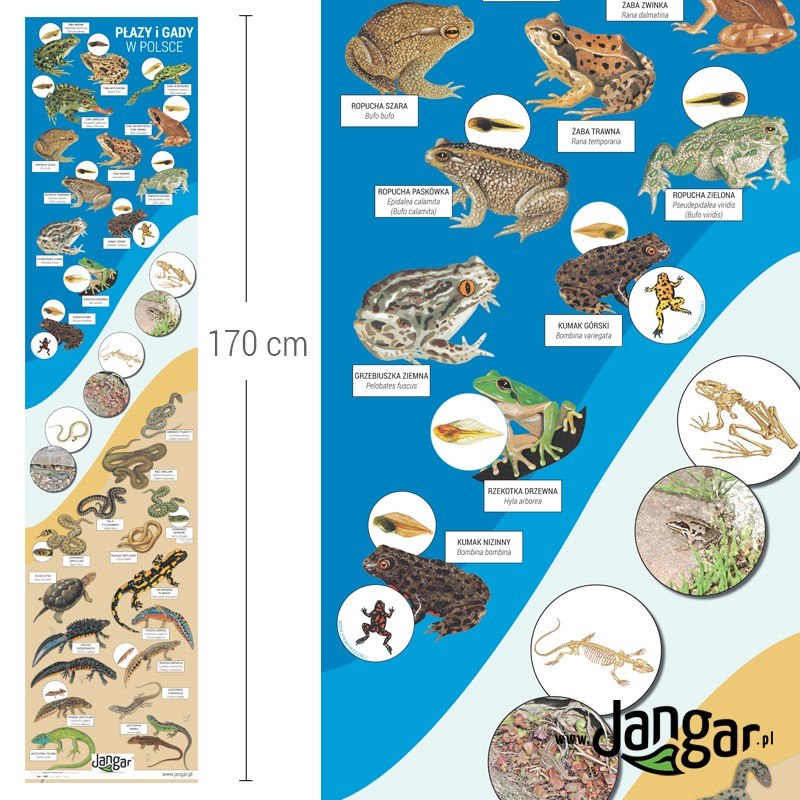Mata - Amphibians and Reptiles in Poland