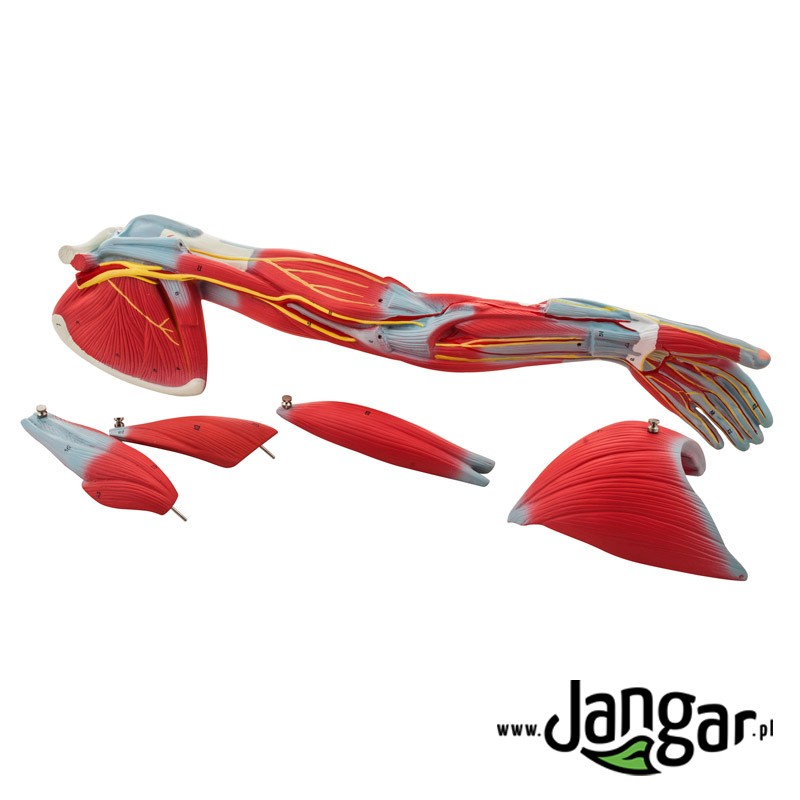 Upper limb muscle model, 6-part